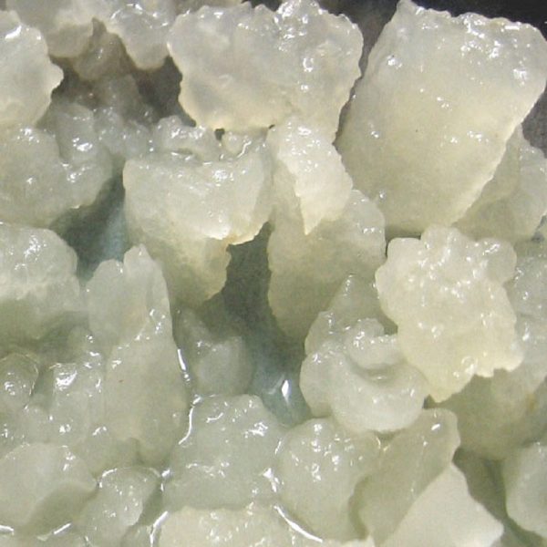 Genuine Live Water Kefir Grains Online